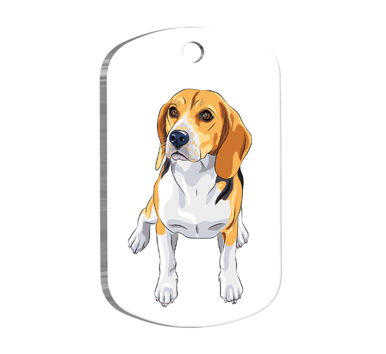 Beagle%20Breed%20Resimli%20Köpek%20Künyesi